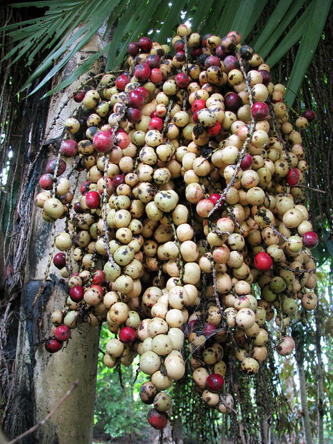 Trái đủng đỉnh phơi khô 1 ký