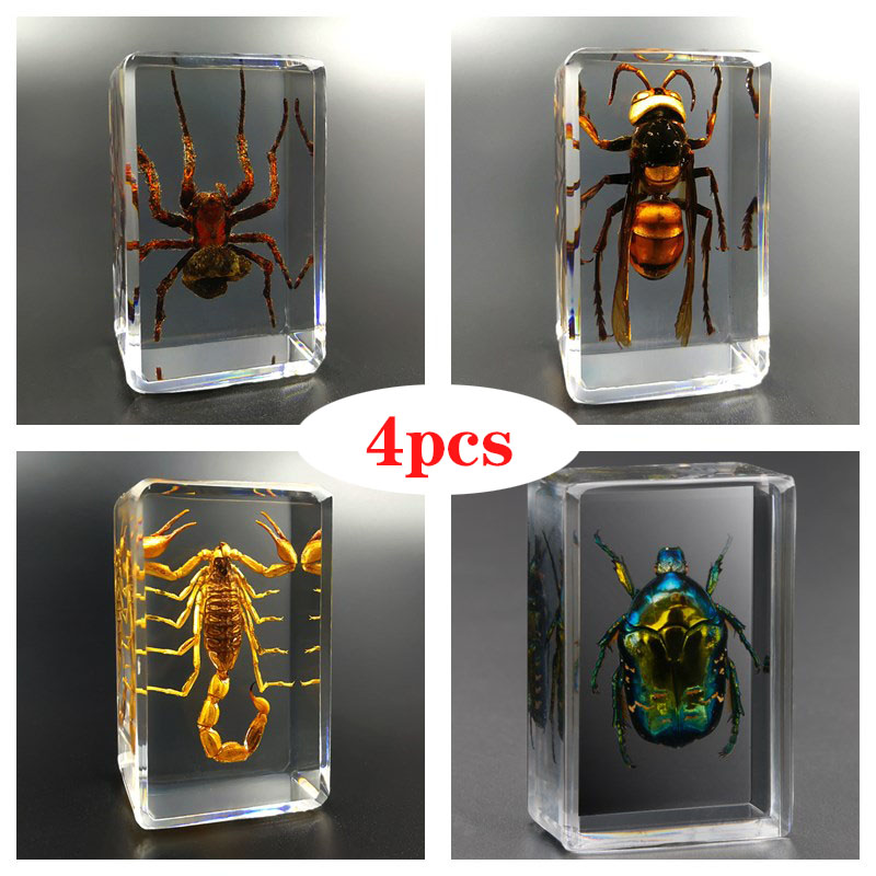 Real%20Insect%20Specimen%20Scorpion%20Spider%20Wasp%20Beetle%20Transparent%20Resin%20Ideas%20Small%20Ornament%20Teaching%20Observation%20Children's%20Hobbies%20-%20Image%202