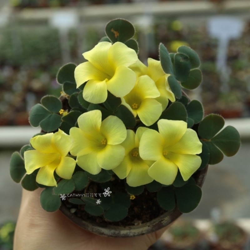 củ hoa oxalis dòng luteola