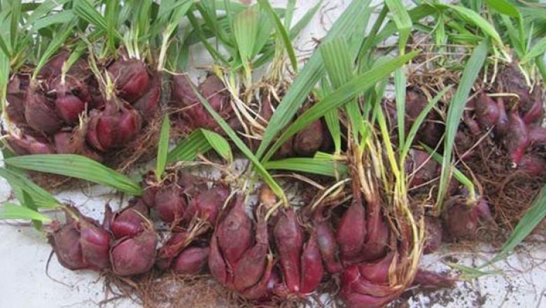 củ giống sâm đại hành (tỏi đỏ) thu hái từ rừng tự nhiên