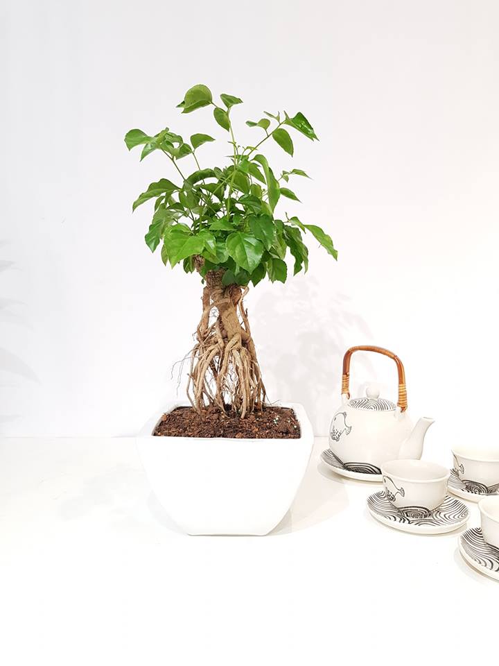CÂY HẠNH PHÚC PHONG THỦY- cây bonsai mini để bàn