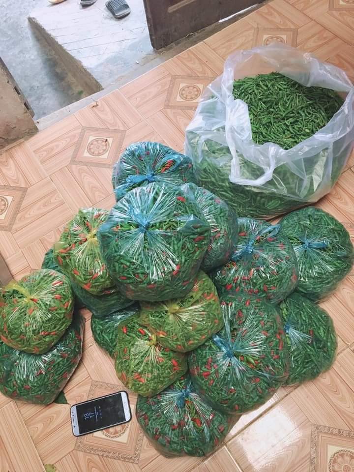 Cây Ớt Xiêm Xanh (Ớt sẻ, ớt rừng)