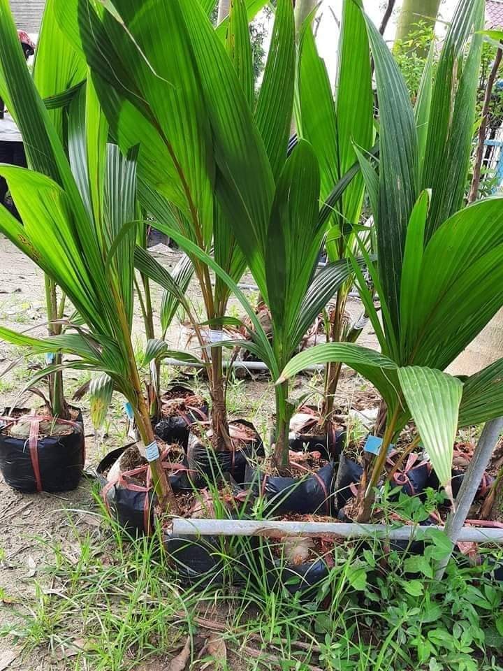 Cây Dừa Xiêm Dứa Lùn Giống