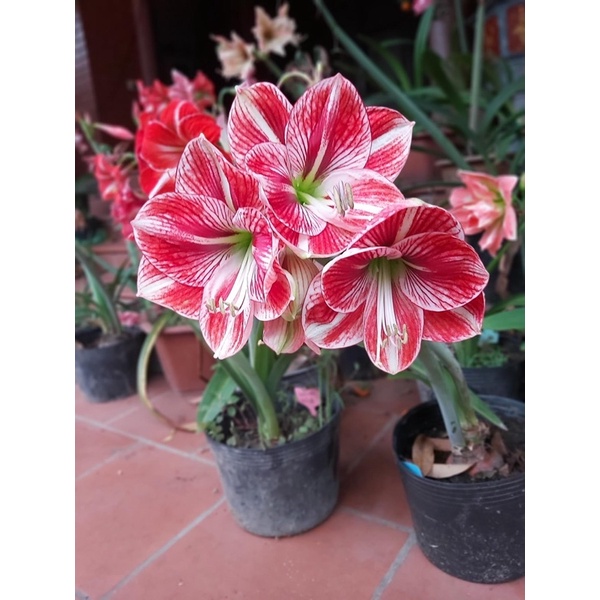 Củ hoa Huệ kép(set 5 củ) HOA Tết