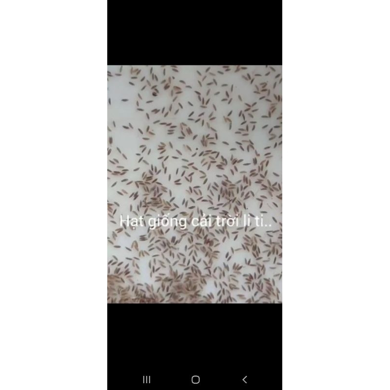 [MUA 2 TẶNG 1] 300 Hạt Giống rau cải trời