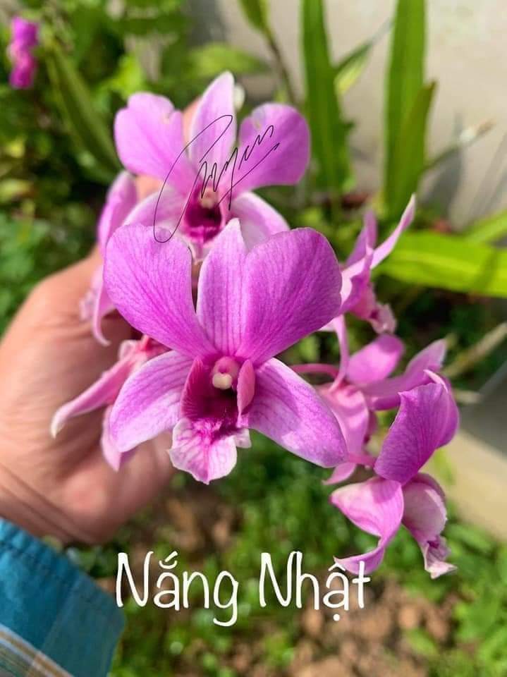 HOA LAN NẮNG