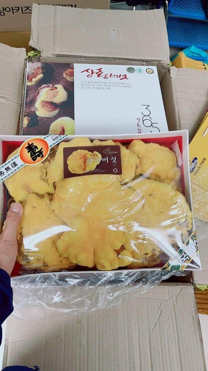 Nấm Linh Chi Thượng Hoàng Hàn Quốc
