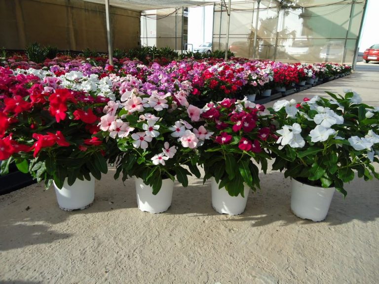 HOA DỪA CẠN TA - bầu cây đẹp đang hoa (có nhiều màu)