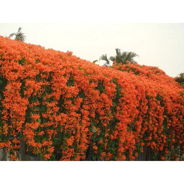 HOA LEO CHÙM ỚT (HOA LEO RẠNG ĐÔNG) - chậu lớn
