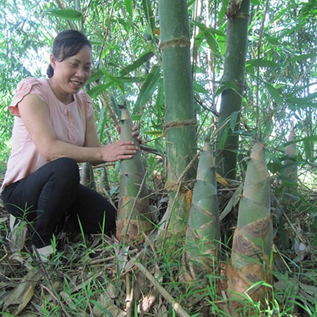 Bầu cây giống măng tre mạnh tông ( măng tre đen ngọt)