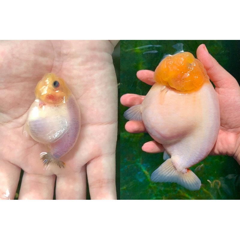 Thức ăn cá vàng (Cám Nhật Phong dành cho cá vàng Goldfish) gói 1kg