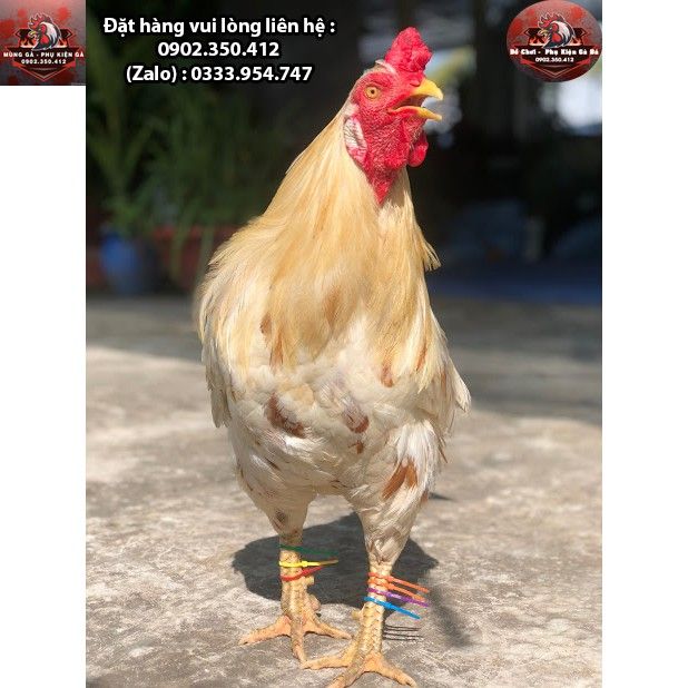Dây Rút Màu Đánh Dấu Chân Gà 100 Sợi