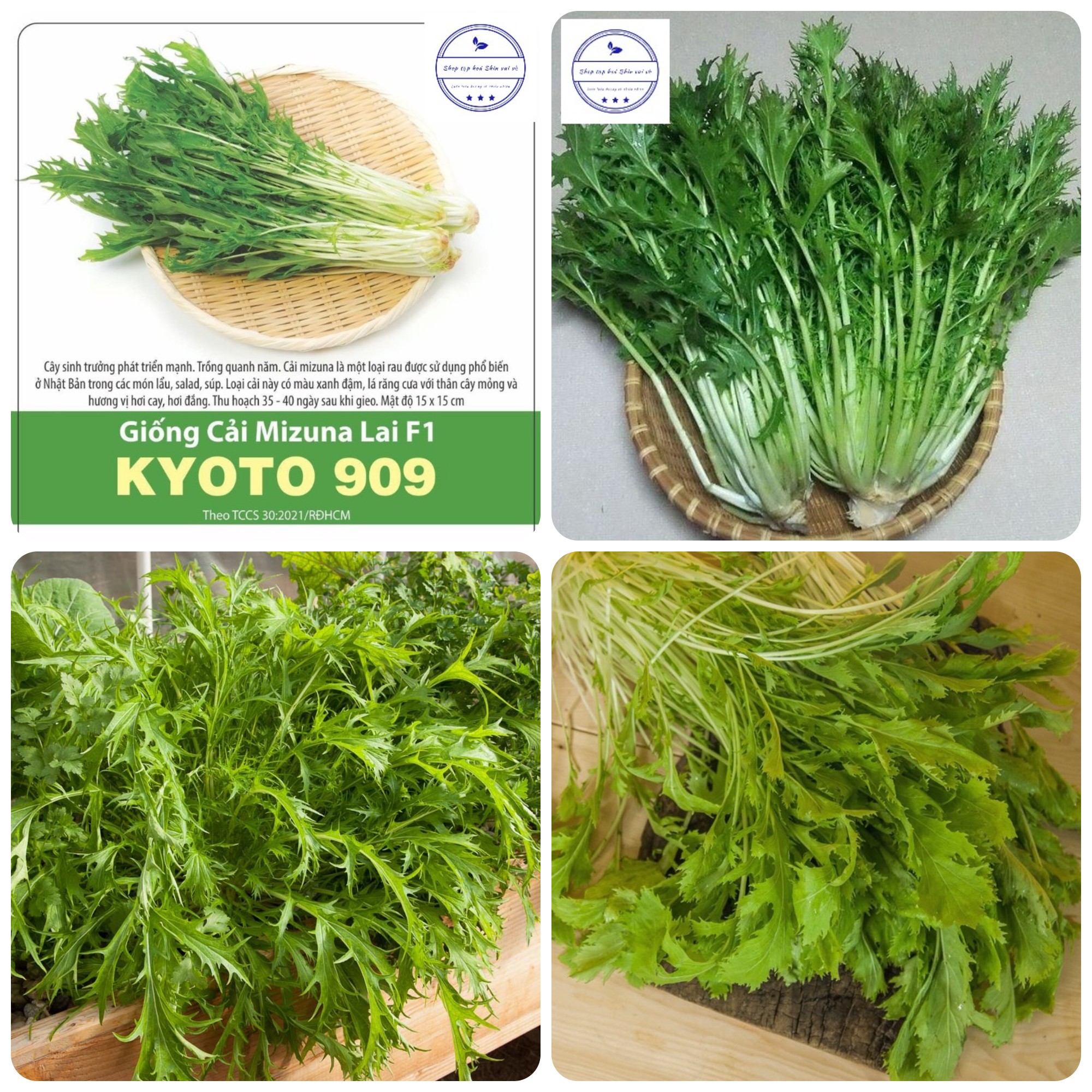 Hạt giống Cải Mizuna Nhật gói 5gr