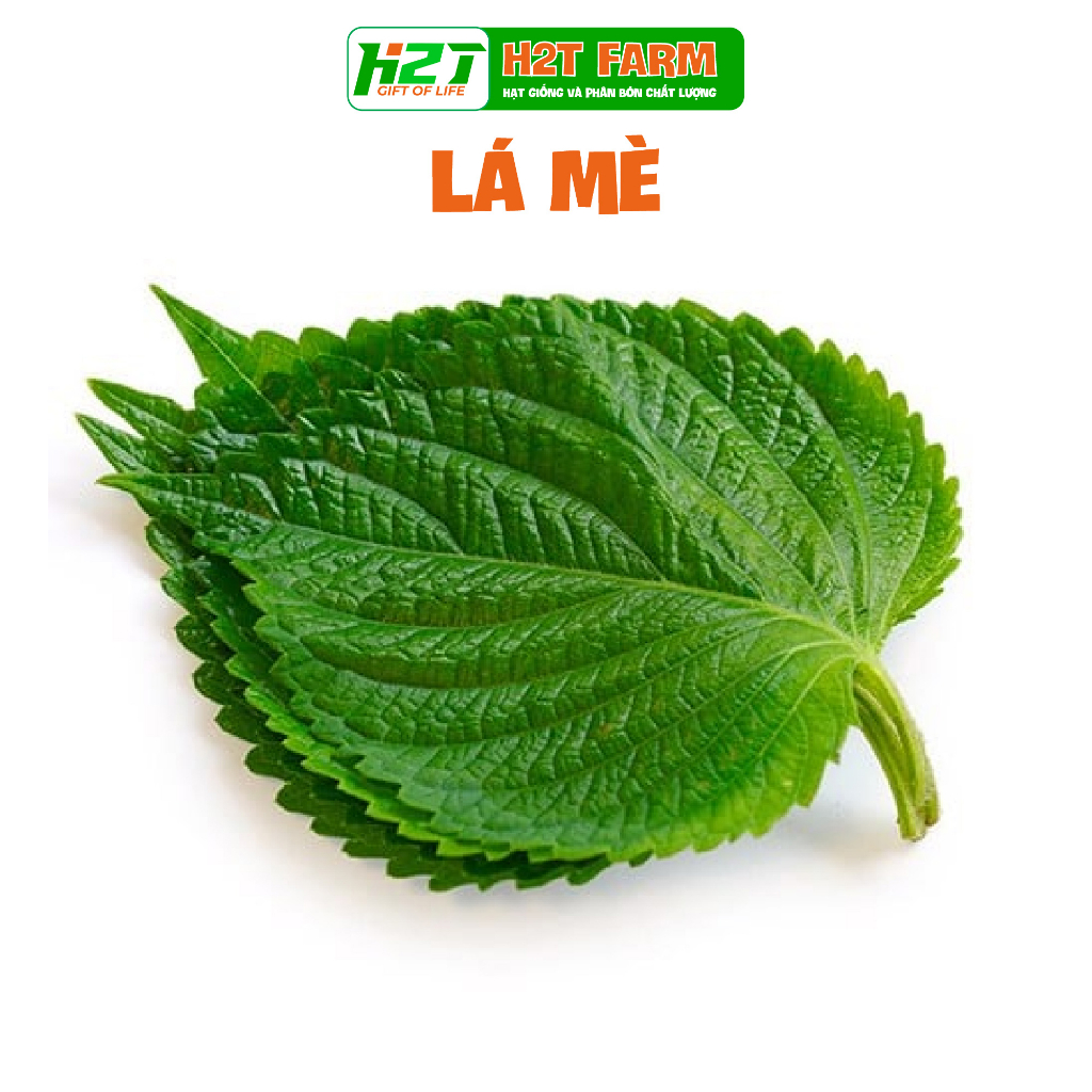 Hạt giống lá mè ăn thịt nướng - h2t farm