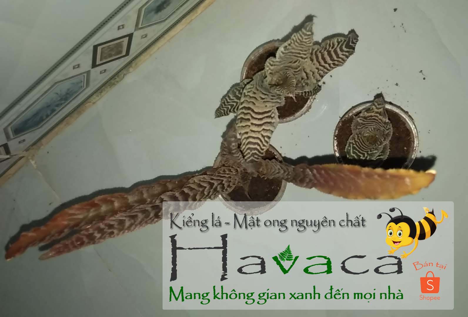 Cây dứa Lê Phụng Cơ - Da beo nâu