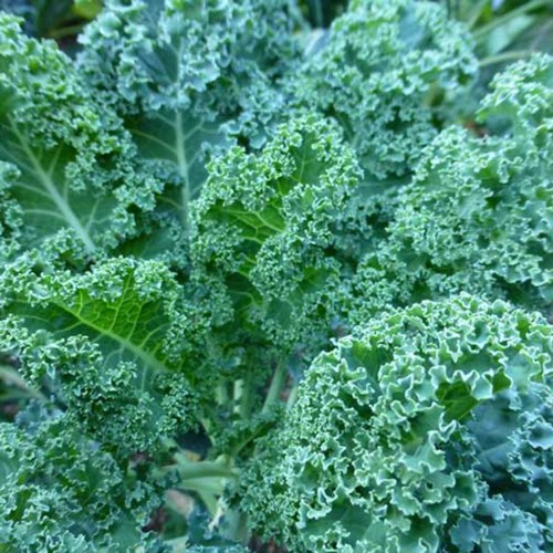 Hạt giống cải xoăn xanh cải Kale 5gr