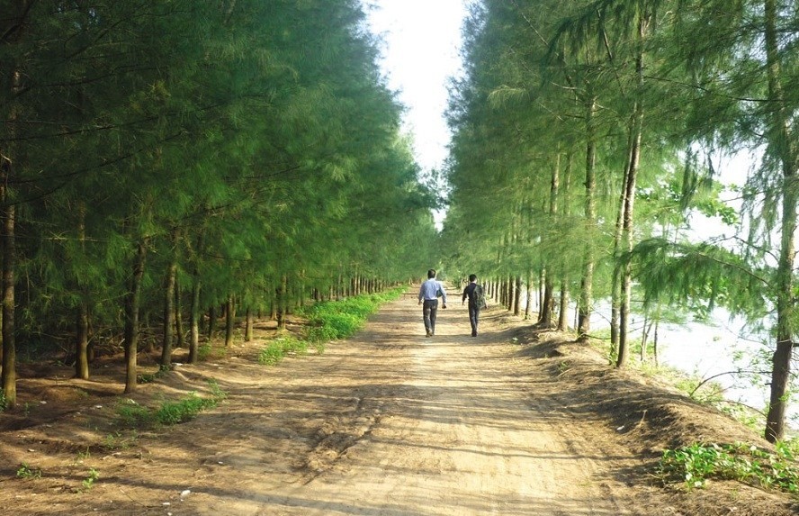 Hạt giống cây giống cây phi lao - 1 gói 10 hạt