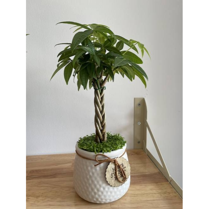 Cây kim ngân xoắn để bàn kèm chậu sứ kim cương, Cao 25cm