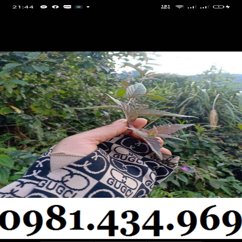 Cây Bầu Đất Khô 01KG Hàng Rừng Thơm
