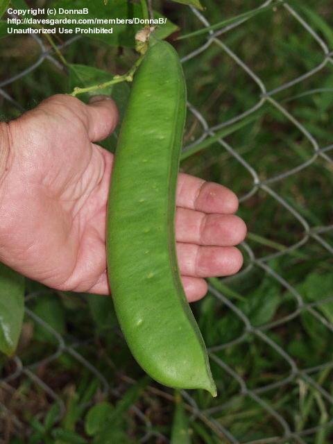 Hạt giống đậu kiếm Jack bean