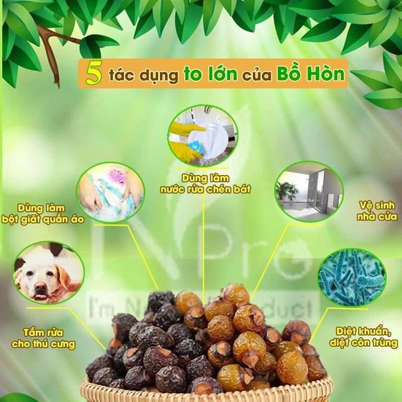 Hạt giống cây bồ hòn (100 hạt)