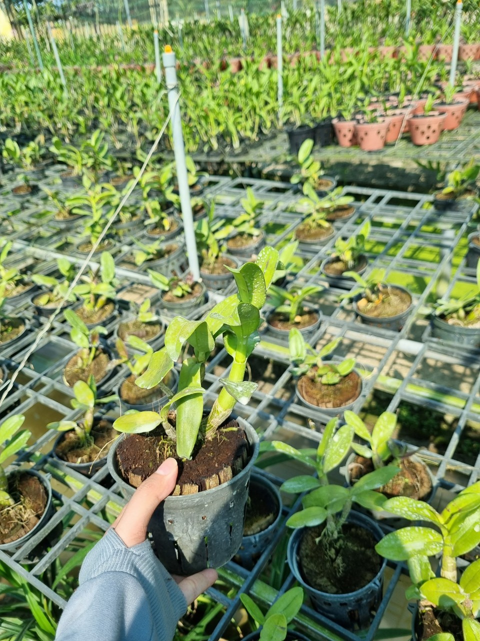 Hoa lan Sing Đỏ