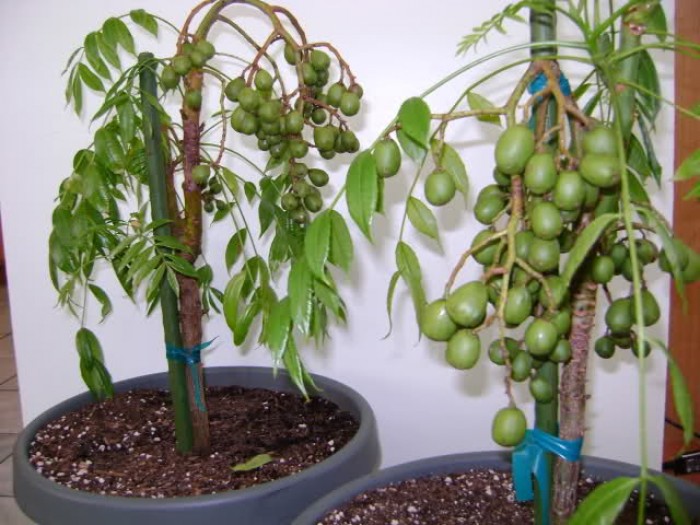 Hạt giống cây ăn trái cóc lùn Thái ( 1 gói 5 hạt )