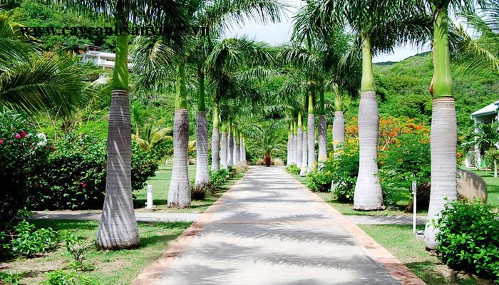 cây giống Cau Vua