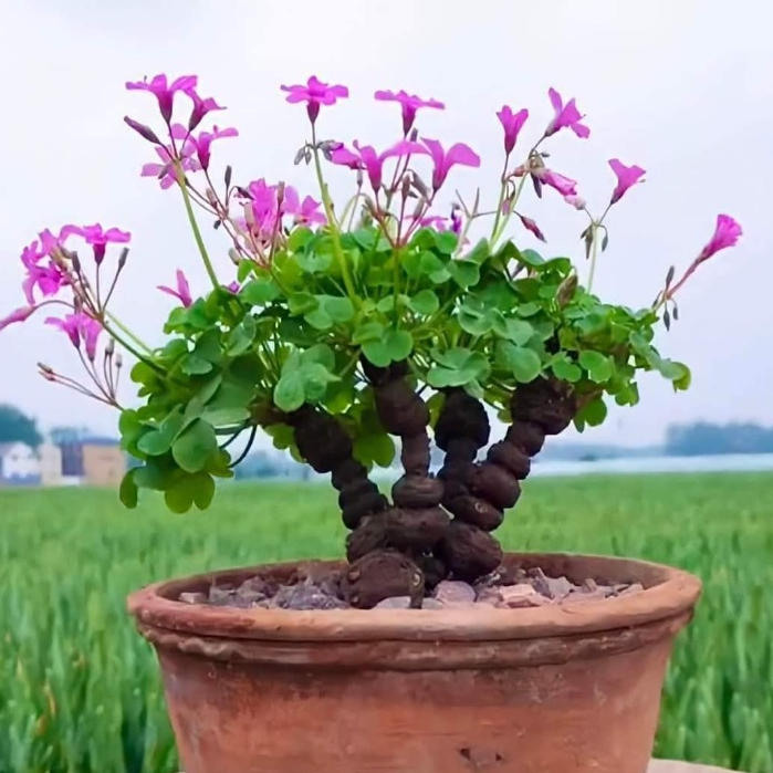 (Size nhỏ) - 1 củ giống me đất - Cỏ ba lá hoa tím [ Cây bonsai, phong thuỷ - Dễ trồng ]