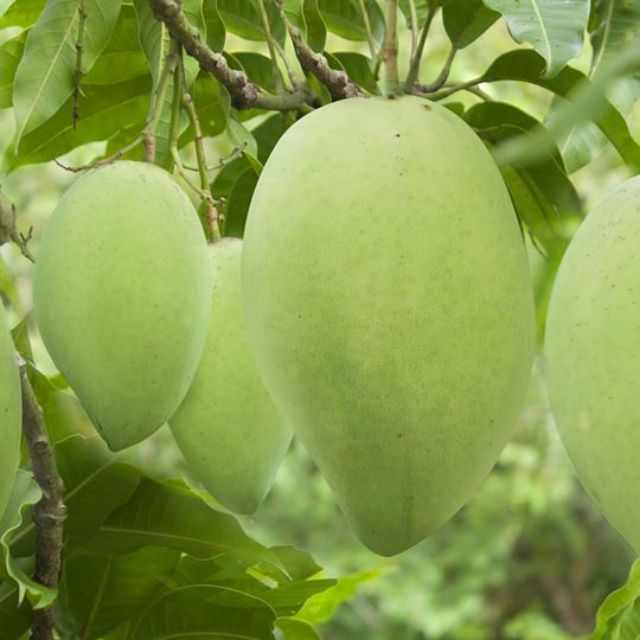 Cây giống Xoài cát Hòa Lộc