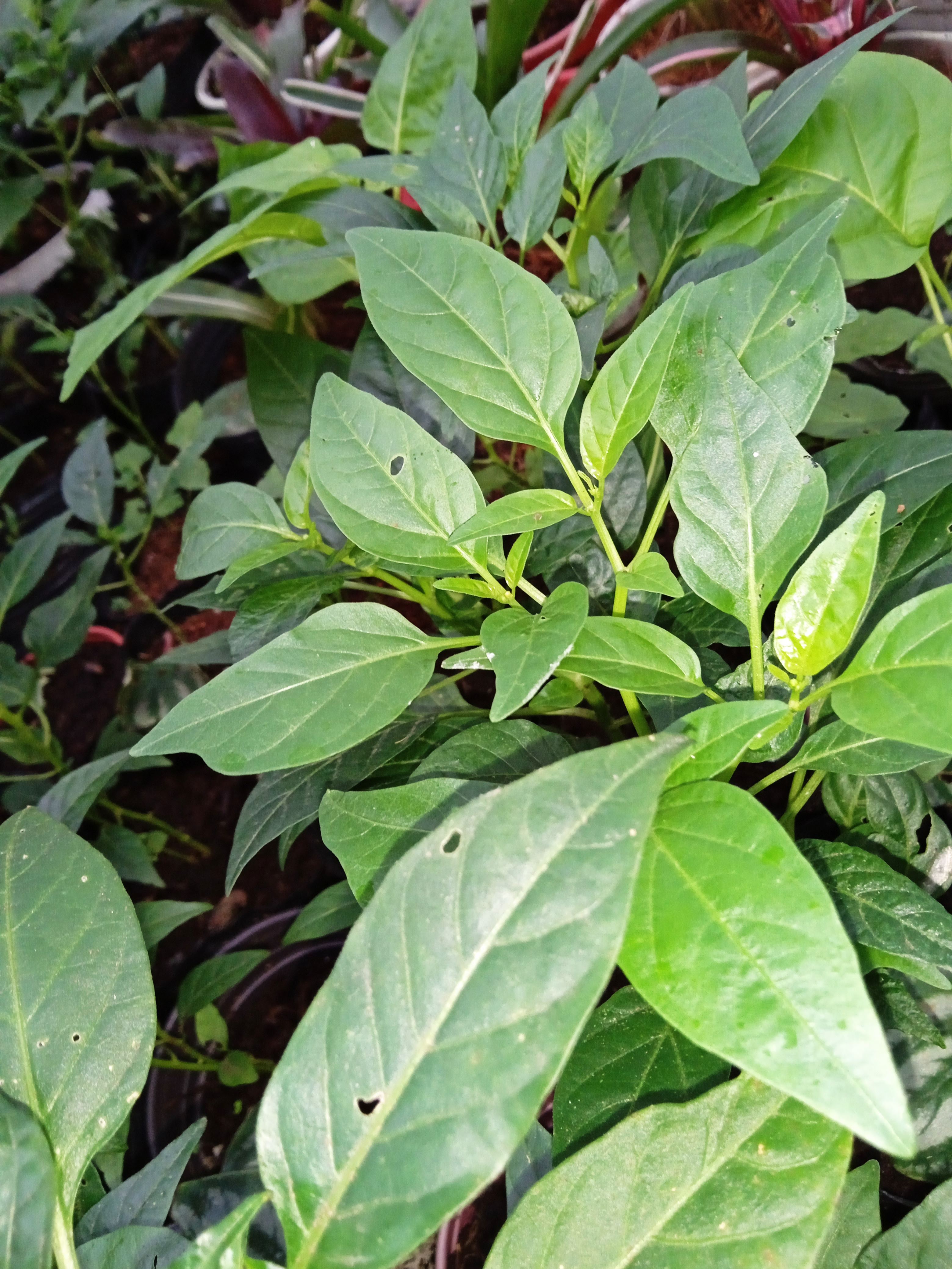 Cây Ớt ngũ sắc