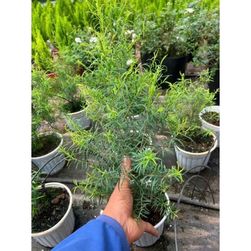 Chậu cây tràm trà - cây dượᴄ liệu, lá có mùi thơm