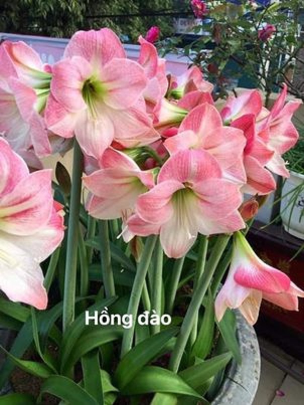 CỦ HOA HUỆ TÂY CÁNH KÉP (Hoa như hình)
