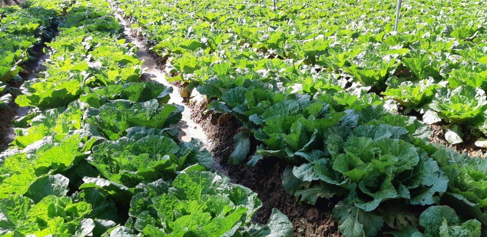 Mekong Grow-PHÁT RỄ-ĐI ĐỌT CỰC MẠNH