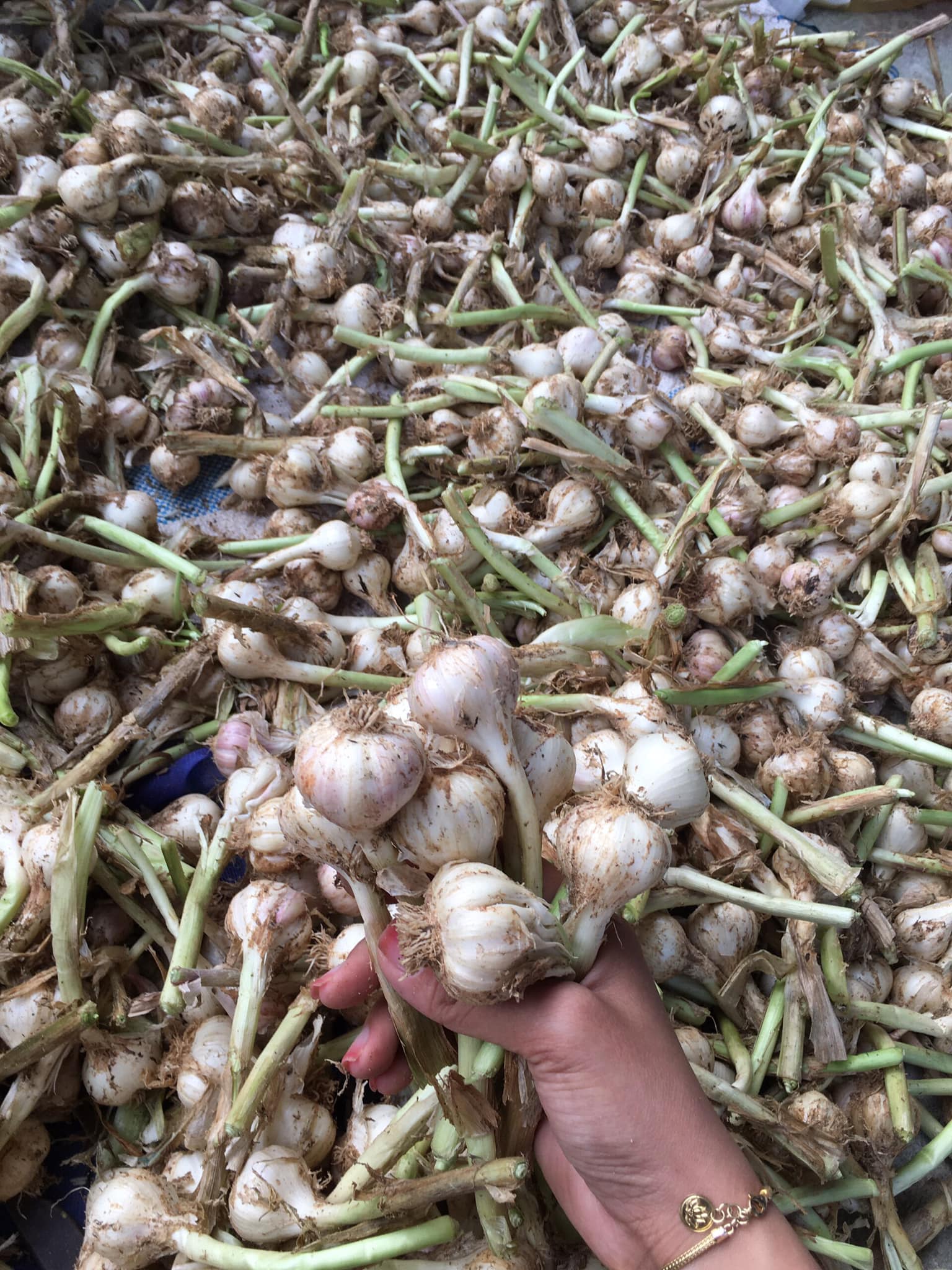 Tỏi Lý Sơn Quảng Ngãi