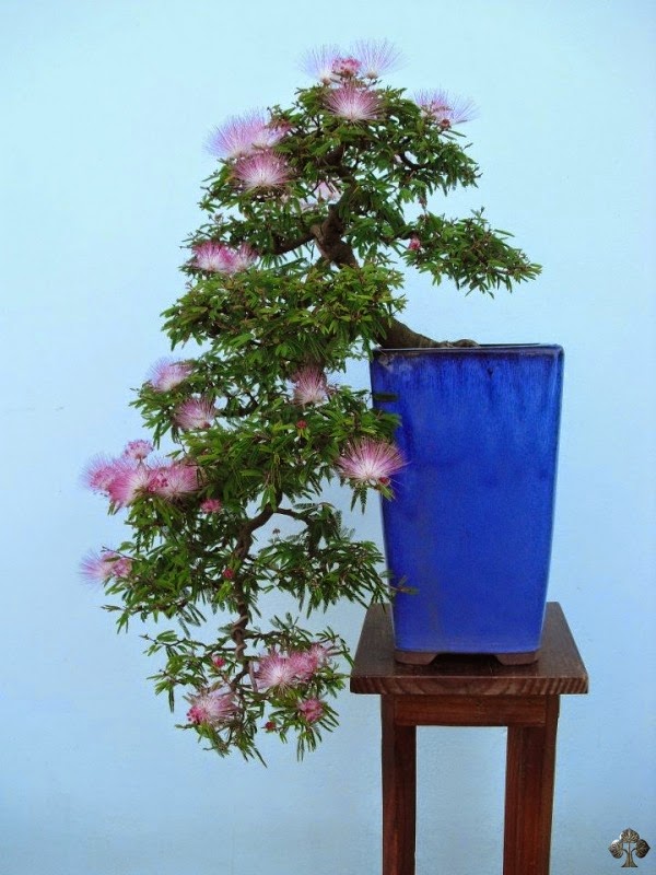 cây kiều hùng (cây điệp lào hồng lá nhỏ)- cây phôi bonsai