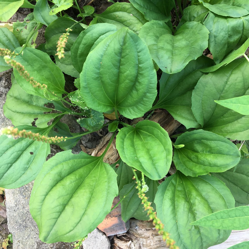 Hạt Giống Cây Mã Đề (1G)