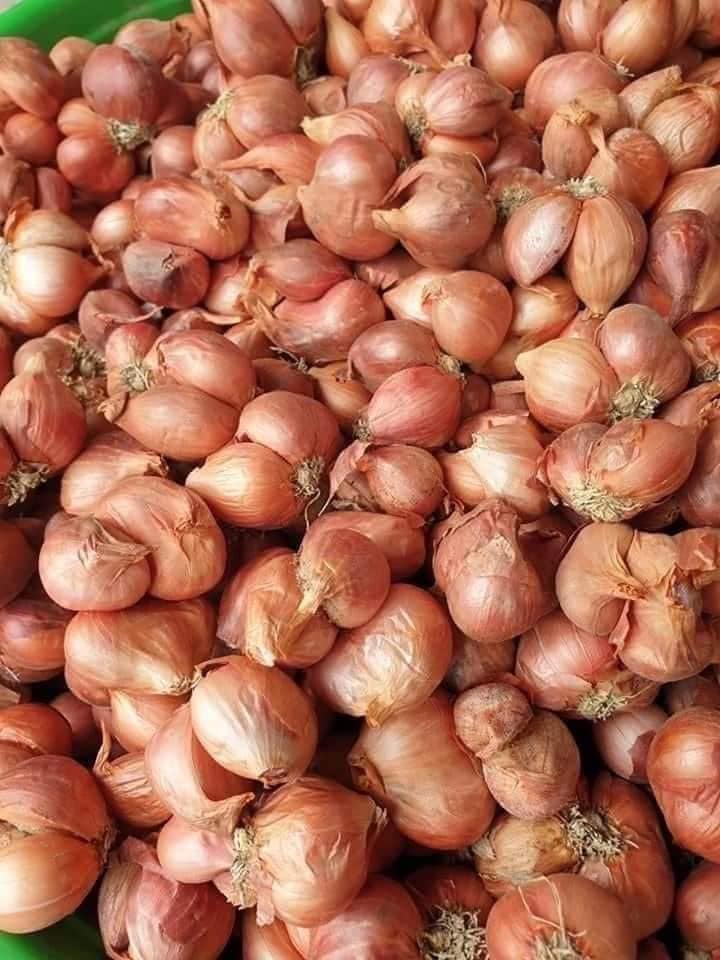 COMBO 3KG Hành Củ Kinh Môn Hải Dương