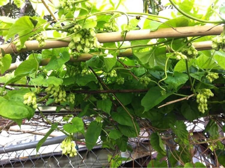 cây giống hoa thiên lý siêu hoa-feership từ 50k