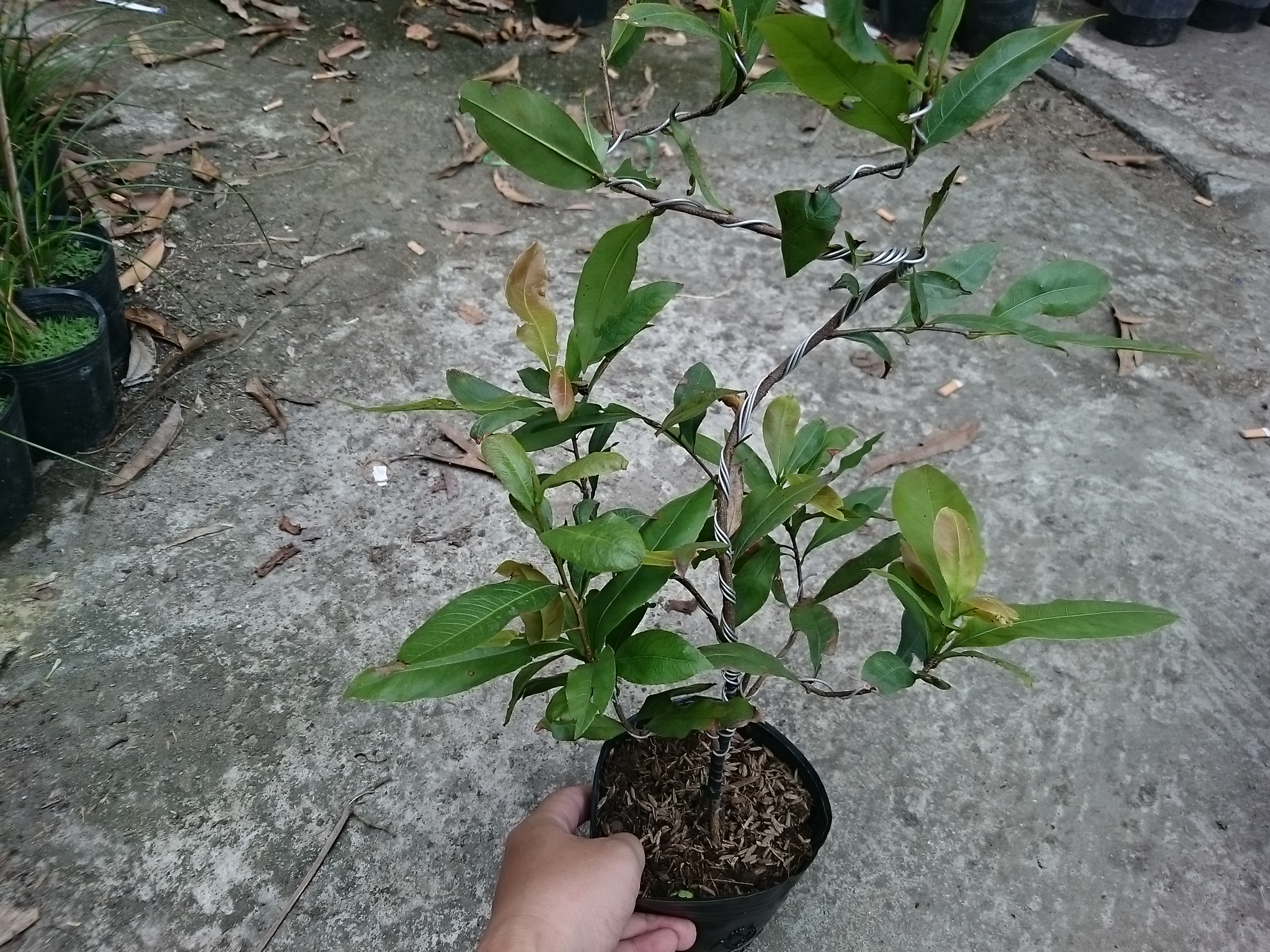 Cây Mai Vàng - cây cảnh trong nhà