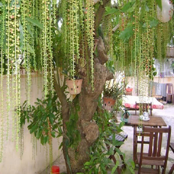 Cây Lộc Vừng - cây cảnh trong nhà