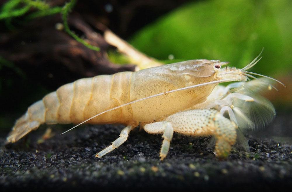 live white shrimp for sale