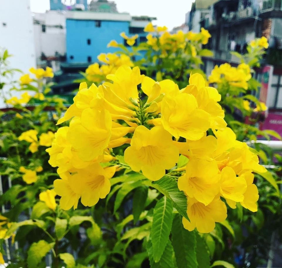 Cây chuông vàng/ cây hoàng Yến - chậu lớn