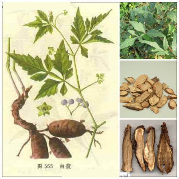 cây chìa vôi-cây giống