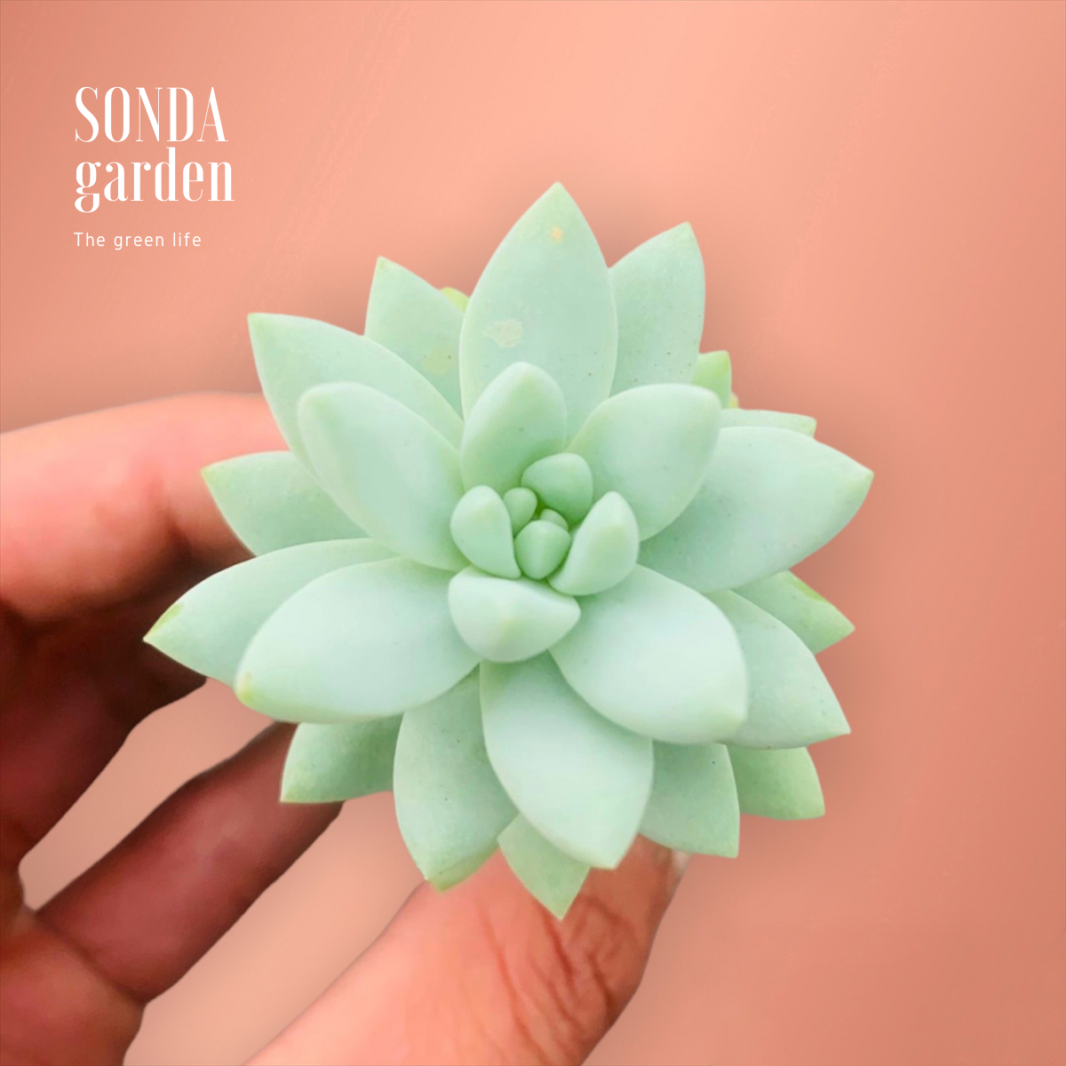 SEN ĐÁ CHUỖI NGỌC LAM SIZE MINI, LỖI 1 ĐỔI 1