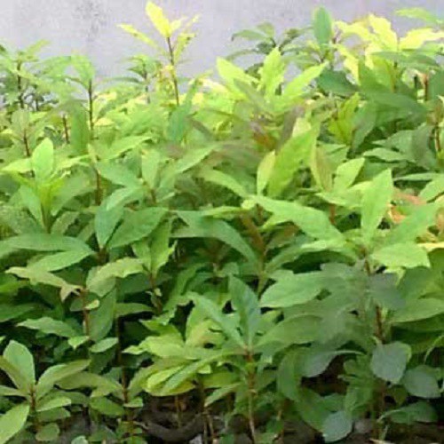 Cây Lộc Vừng - cây cảnh trong nhà