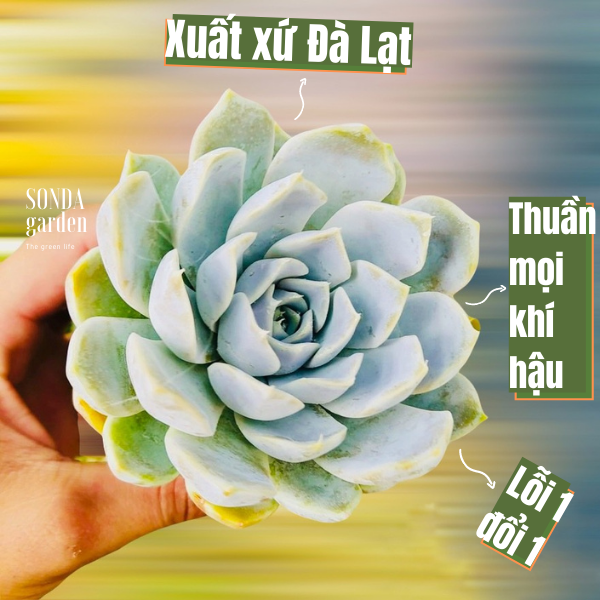 SEN ĐÁ MÓNG TAY SIZE BÉ SIÊU KHOẺ ĐẸP LỖI 1 ĐỔI 1