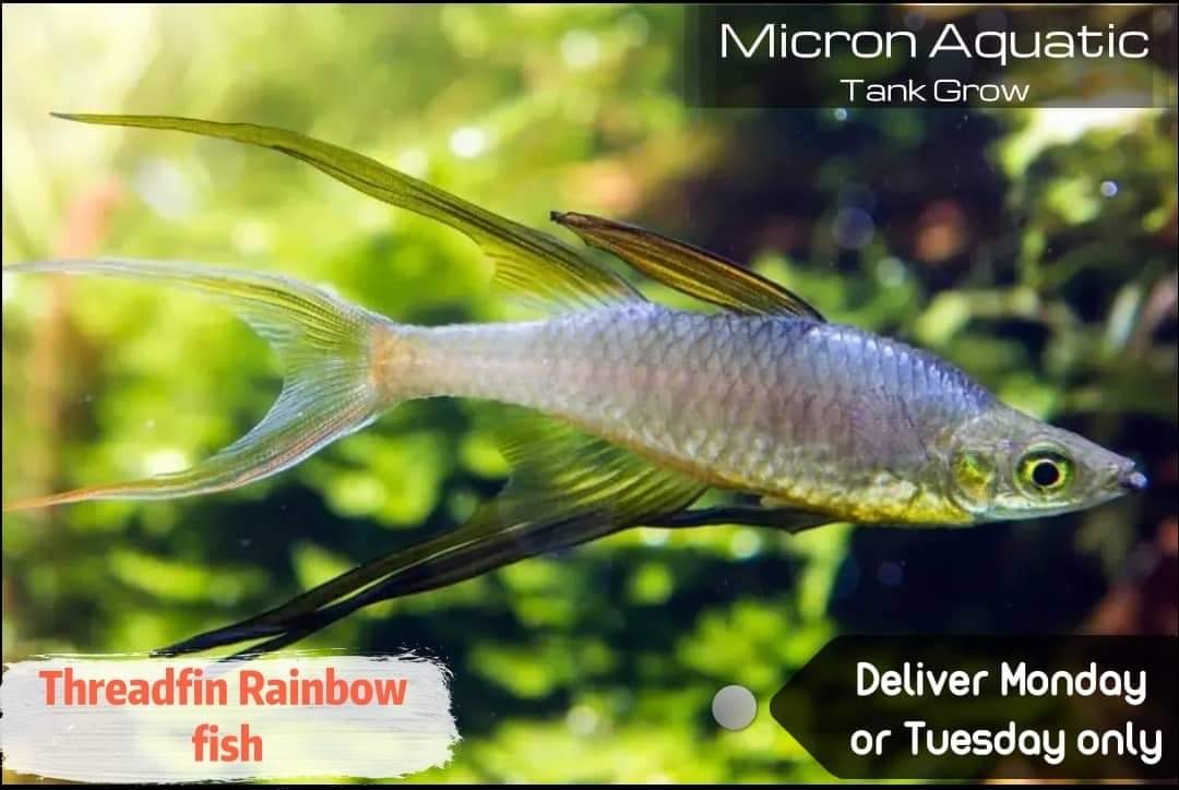 [DOA]Threadfin Rainbow Fish Lazada