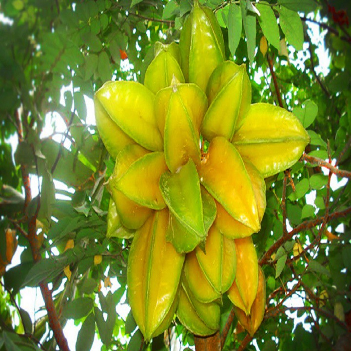 Cây giống Khế Ngọt B10 Malaysia