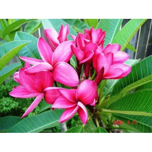 Cây giống Cây Hoa Đại Cổ Thụ màu hồng